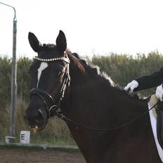 Trakehner Terano S R.I.P