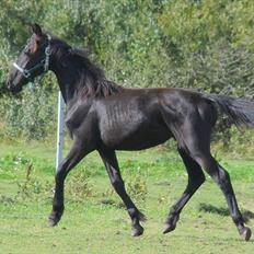 Anden særlig race - Ravnholts Miss Diva 