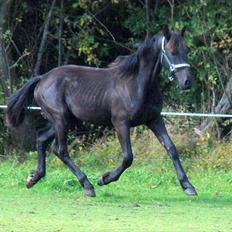 Anden særlig race - Ravnholts Miss Diva 