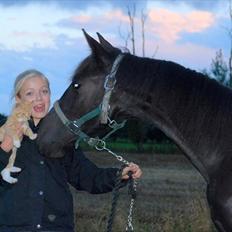 Anden særlig race - Ravnholts Miss Diva 