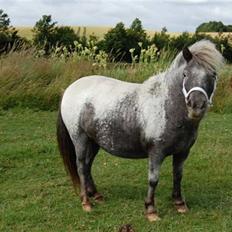 Shetlænder Rhena  SOLGT