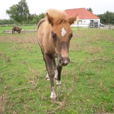 Shetlænder Stjerne<´3 