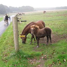 Shetlænder Stjerne<´3 