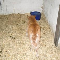 Shetlænder Stjerne<´3 