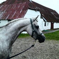 Arabisk fuldblod (OX) Farasha Al-Sahra † <3