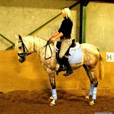 Arabisk fuldblod (OX) Farasha Al-Sahra † <3