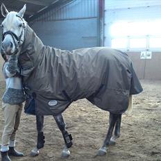 Arabisk fuldblod (OX) Farasha Al-Sahra † <3