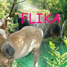 Anden særlig race Hafl./Palom. Flika(solgt)