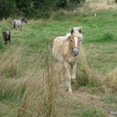 Anden særlig race Hafl./Palom. Flika(solgt)