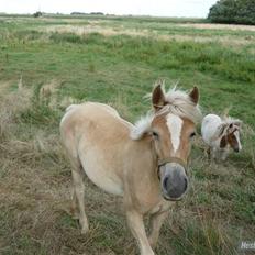 Anden særlig race Hafl./Palom. Flika(solgt)