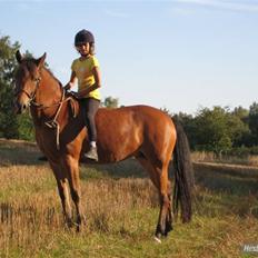 Anden særlig race Zarahby 