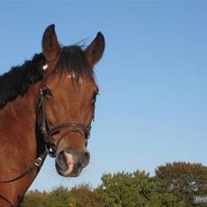 Anden særlig race Zarahby 