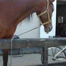 Traver Columba (Solgt) 