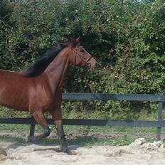 Traver Columba (Solgt) 