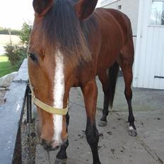 Traver Columba (Solgt) 