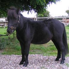 Shetlænder Mustang