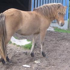 Islænder Visna - SOLGT