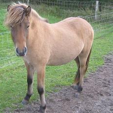 Islænder Visna - SOLGT