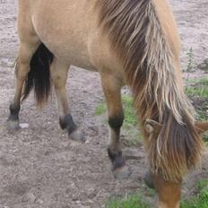 Islænder Visna - SOLGT