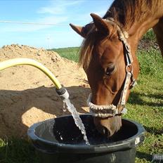 Anden særlig race DK Bjørnholts Allstar Søs<3 R.I.P