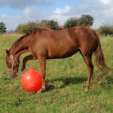 Anden særlig race DK Bjørnholts Allstar Søs<3 R.I.P