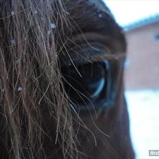 Anden særlig race DK Bjørnholts Allstar Søs<3 R.I.P