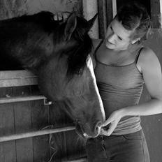Welsh Cob (sec D) Kirz vanille Krokodille