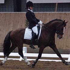 Welsh Cob (sec D) Kirz vanille Krokodille