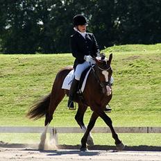 Welsh Cob (sec D) Kirz vanille Krokodille