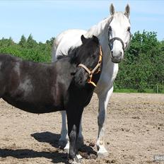 Anden særlig race Fleur