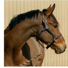 Anden særlig race Enggaarden's Prince