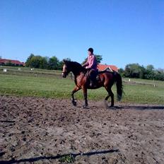 Anden særlig race Enggaarden's Prince