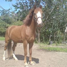 Anden særlig race Galant " SOLGT "