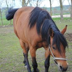 Anden særlig race Rocky