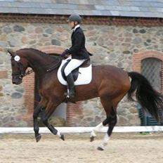 Dansk Varmblod Lillestaruphøjs Celina