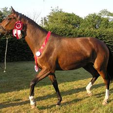 Dansk Varmblod Lillestaruphøjs Celina