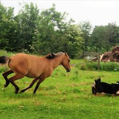 Anden særlig race Cheval Le Anton