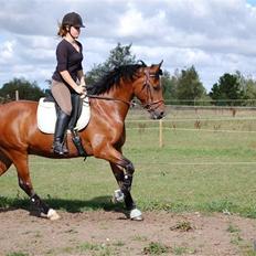 New Forest Hamlet Skønager