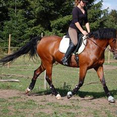 New Forest Hamlet Skønager