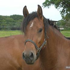 New Forest Hamlet Skønager