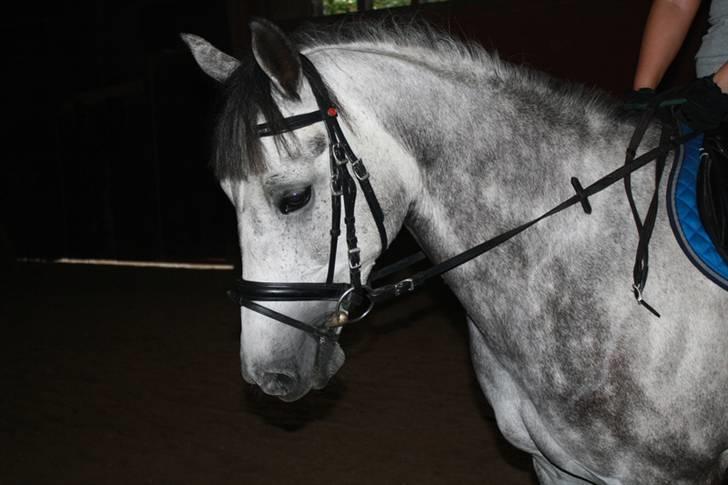 New Forest Zorro - Lækre Zorro <3 By AstaFink FJ photoes billede 4