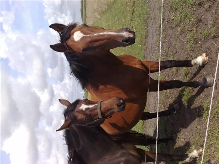 Holstener Lago billede 6