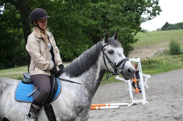 New Forest Zorro - By AstaFink FJ photoes billede 5