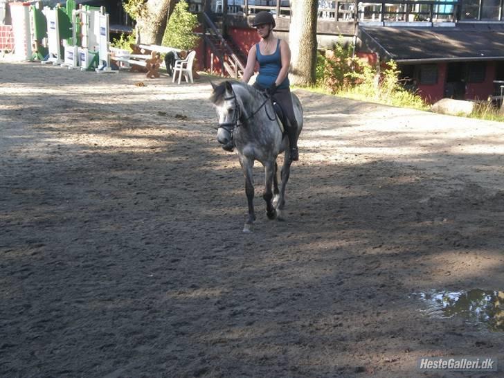 New Forest Zorro - Tredje gang jeg rider ham <3 billede 7