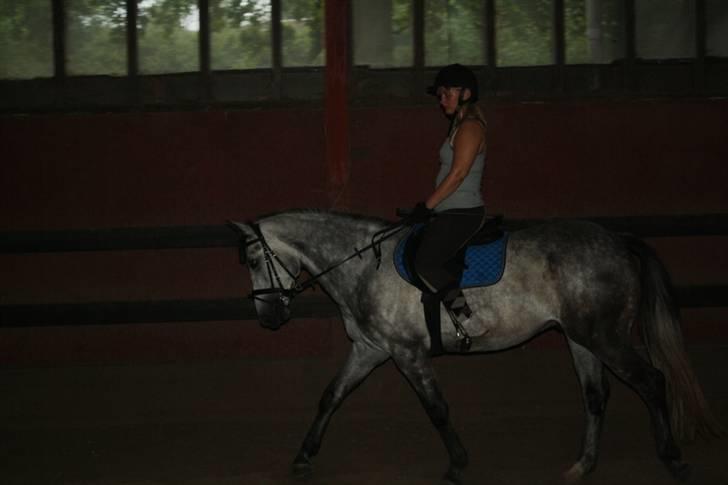 New Forest Zorro - By AstaFink FJ photoes billede 8