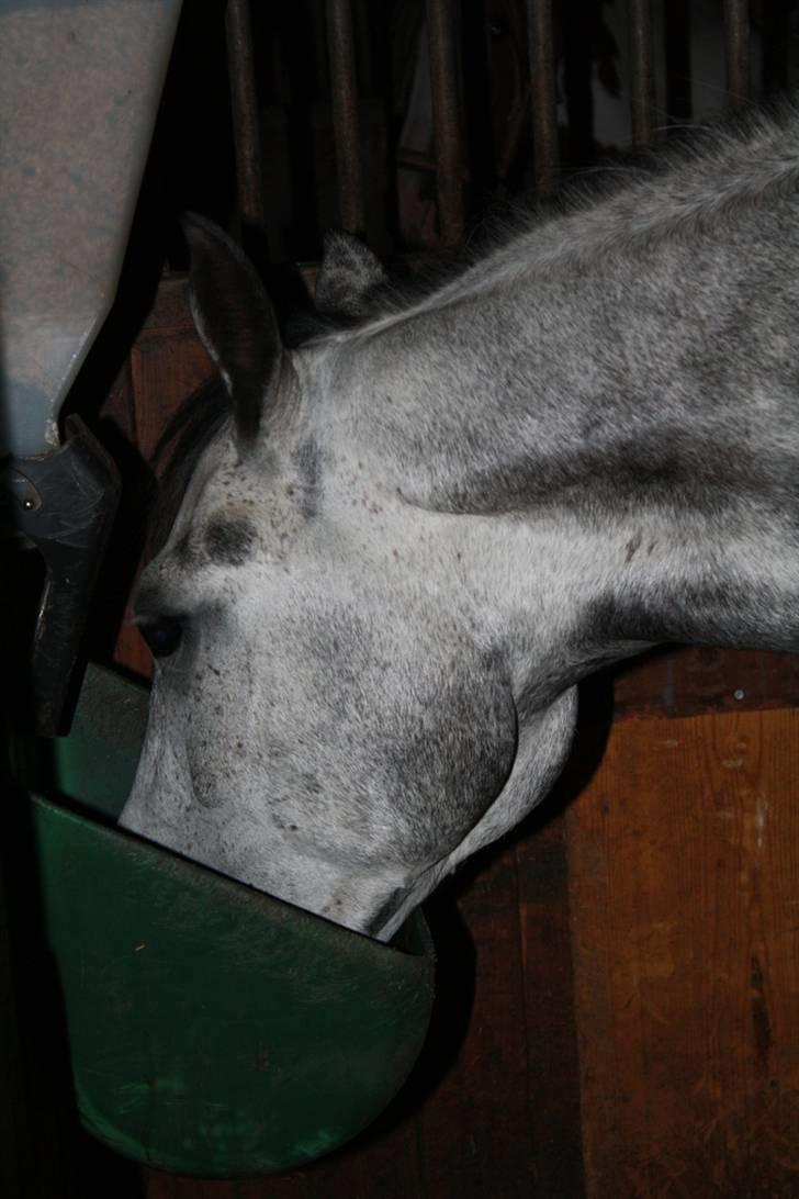 New Forest Zorro - Mit lille madøre <3 By AstaFink FJ photoes billede 9