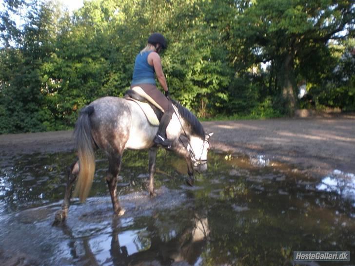 New Forest Zorro - Uha vand ;s billede 10