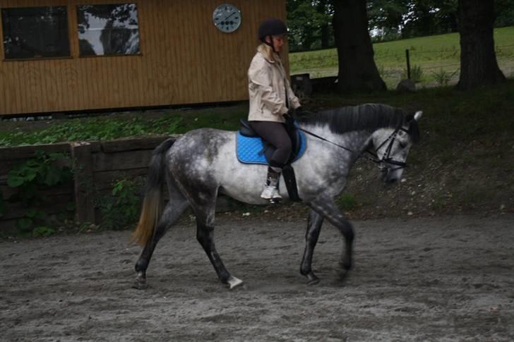 New Forest Zorro - By AstaFink FJ photoes billede 11