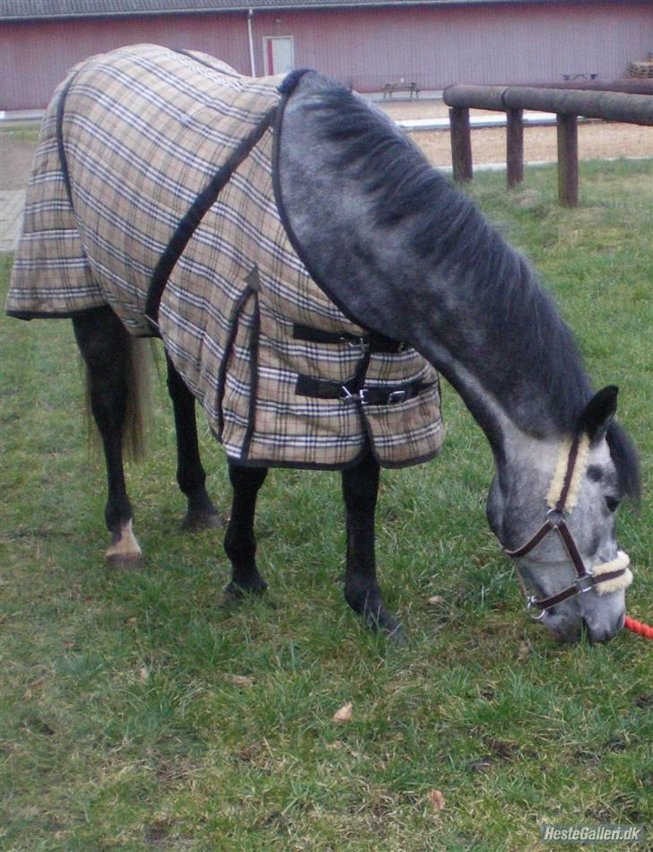 New Forest Zorro billede 12