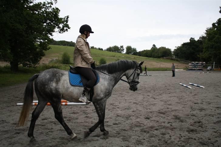 New Forest Zorro - By AstaFink FJ photoes billede 13